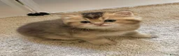 British Shorthair cats for sale: 💙Golden BSH kitten 💙 - Advert 4