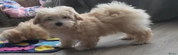 Maltipoo dogs for sale: 2  F1 Asian small Maltipoo Girls - Advert 7