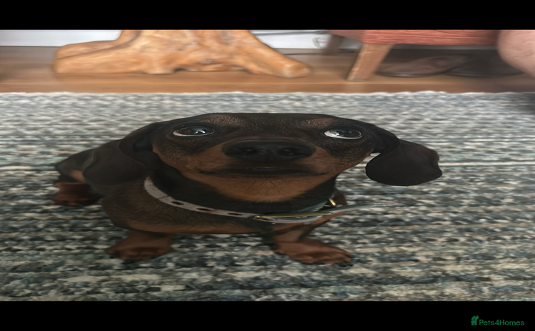 Miniature Dachshund dogs - Advert 8