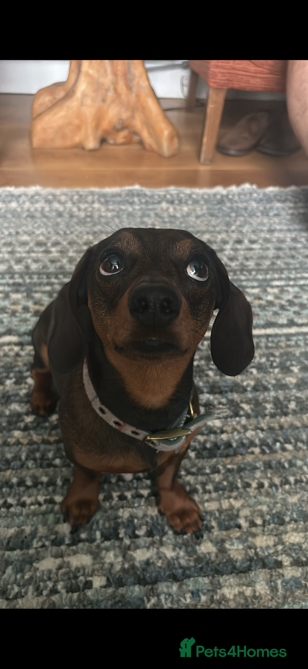 Miniature Dachshund dogs for stud: PROVEN beautiful miniature dachshund for stud  - Image 1