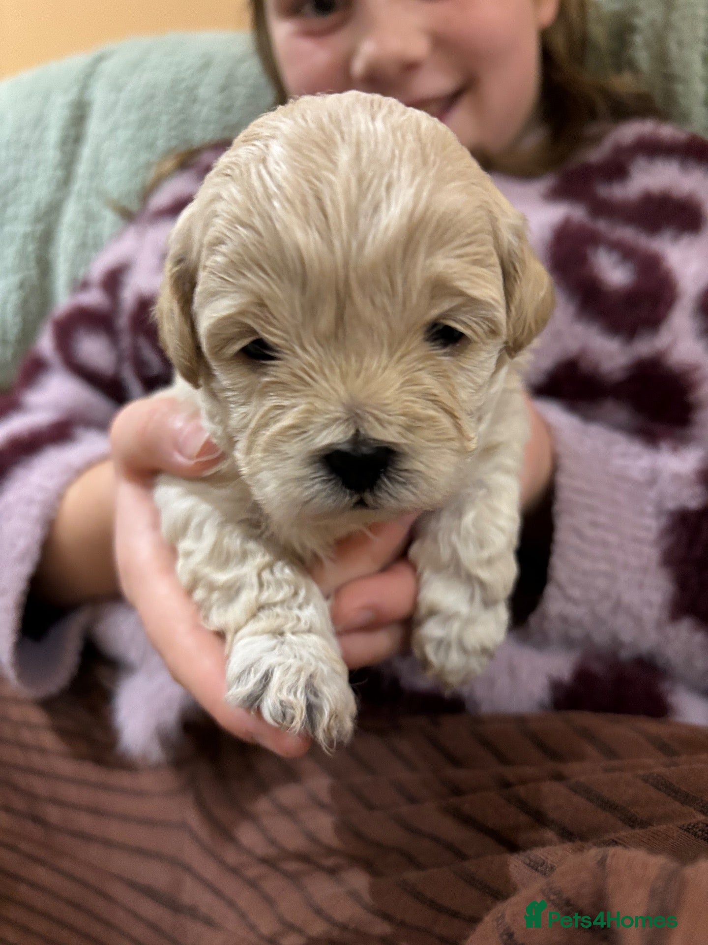 Mixed Breed dogs Maltipoo x Shihtzu  - Advert 1