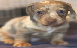 Miniature Dachshund dogs for sale: Beautiful mini dachshund  - Image 11