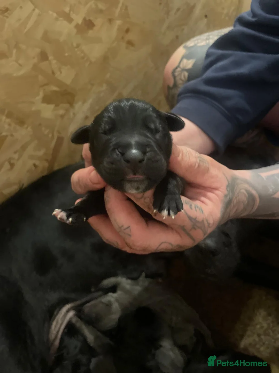 Cane Corso dogs for sale: Beautiful cane corso puppies - Advert 16