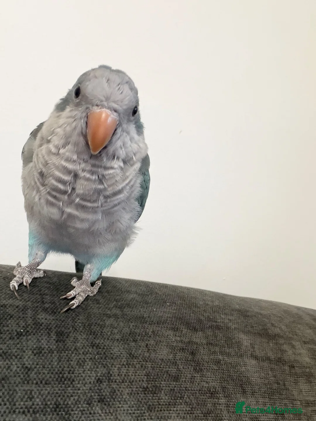 Parrots birds for sale: Very friendly Quaker parrot  - Advert 2