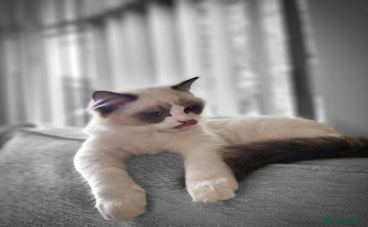 Ragdoll cats - Advert 1