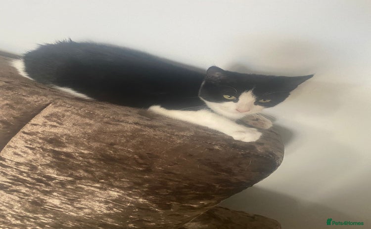 Domestic Shorthair cats - Advert 3
