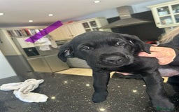 Goldador dogs for sale: One beautiful girl left from a litter of 10  - Image 4
