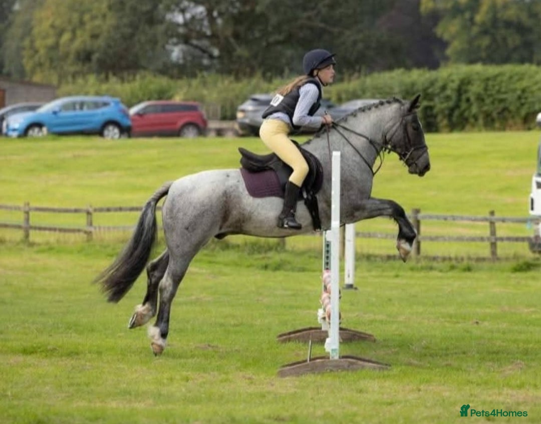 Connemara horses for sale: Storm the Jumping machine  - Image 5