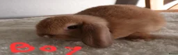 Mini Lop rabbits for sale: Beautiful mini lops  - Advert 2