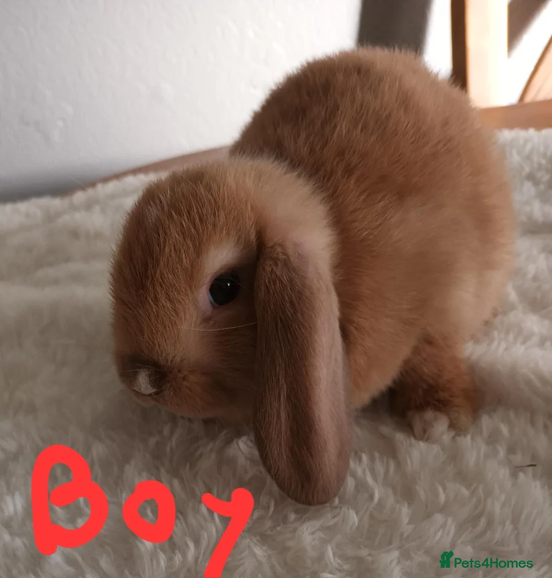 Mini Lop rabbits for sale: Beautiful mini lops  - Advert 2