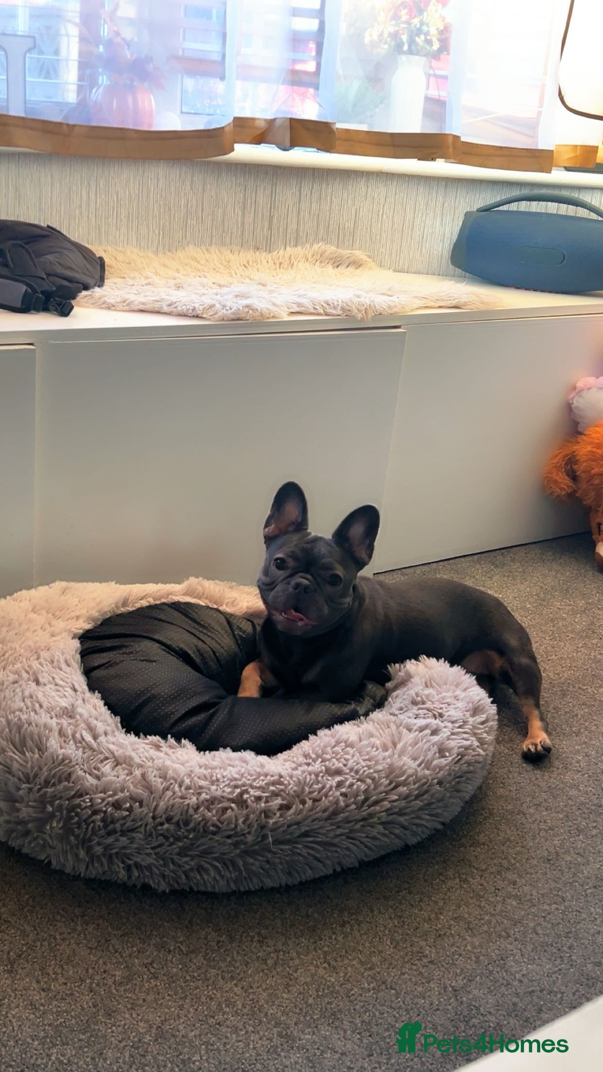 French Bulldog dogs French bulldog looking for good home  - Advert 9