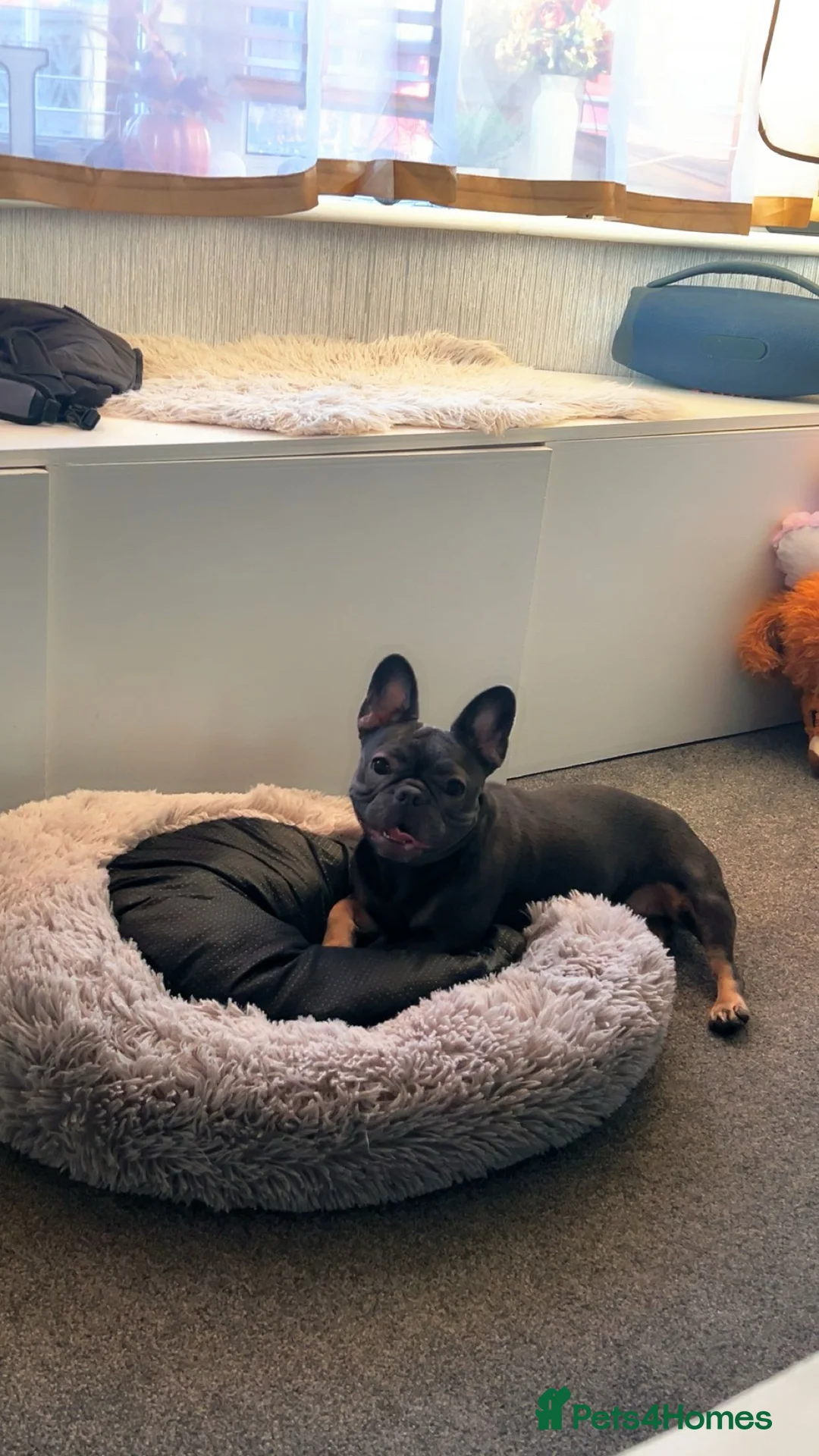French Bulldog dogs for sale: French bulldog looking for good home  - Advert 1