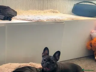 French Bulldog dogs French bulldog looking for good home - Advert 9