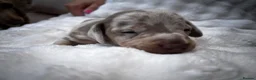 Miniature Dachshund dogs for sale: Miniature Dachshund Dapple Puppies  in Carluke - Advert 5
