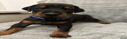 Dobermann dogs for sale: Amazing Dobermann puppies.  - Advert 3
