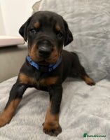 Dobermann dogs Amazing Dobermann puppies. - Advert 6