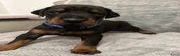 Dobermann dogs for sale: Amazing Dobermann puppies.  - Advert 3