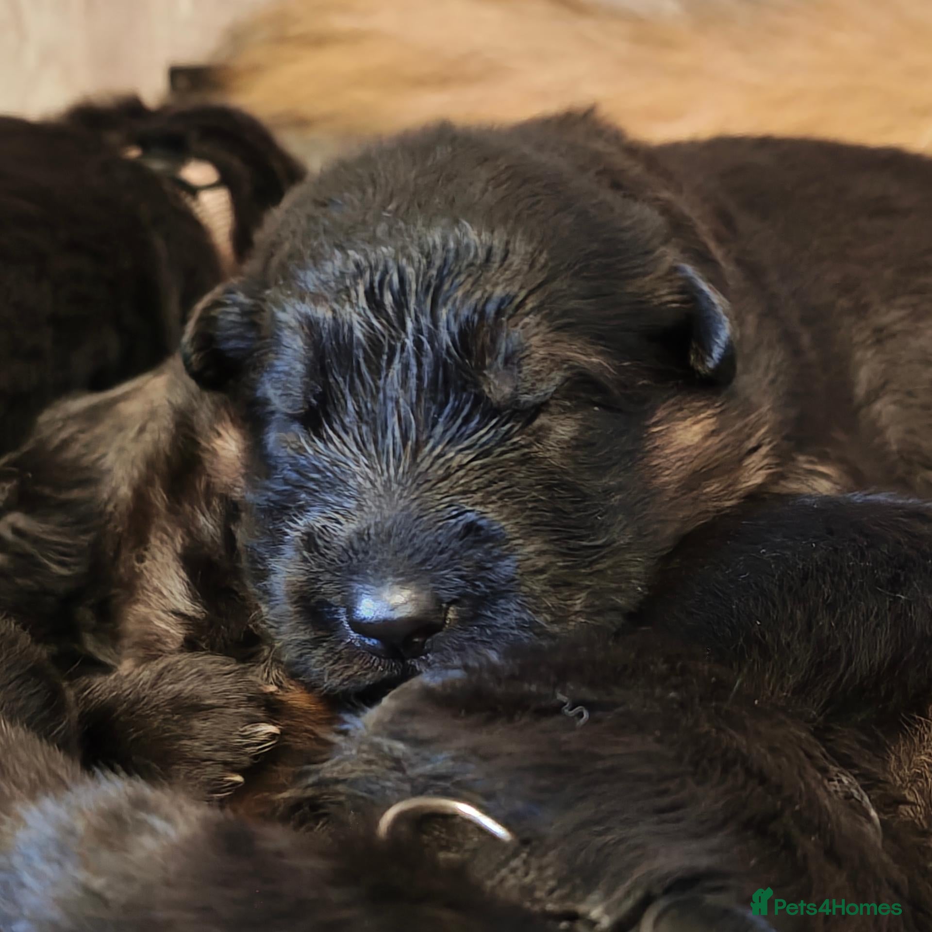 German Shepherd dogs for sale: Beautiful top quality long haired German shepherds - Advert 2