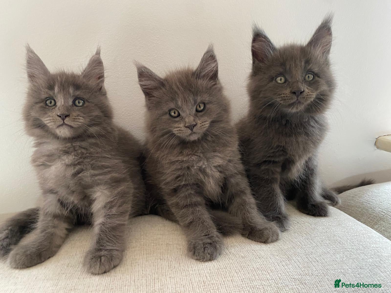 Maine Coon cats TICA Registered Maine Coon Kittens 1Male 2Females - Advert 1