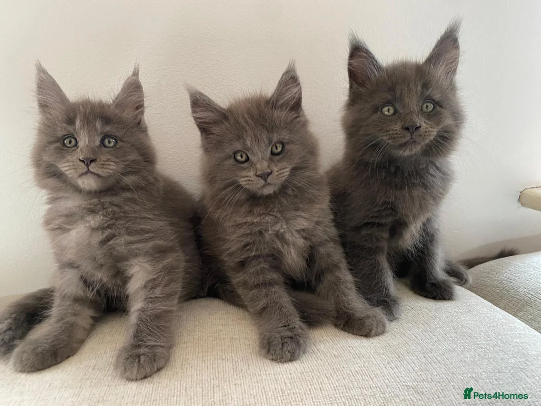 Maine Coon cats for sale: TICA Registered Maine Coon Kittens 1Male 2Females - Advert 1