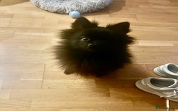 Pomeranian dogs for sale: Hi I’m phantom a 2 year old Pomeranian  - Image 2