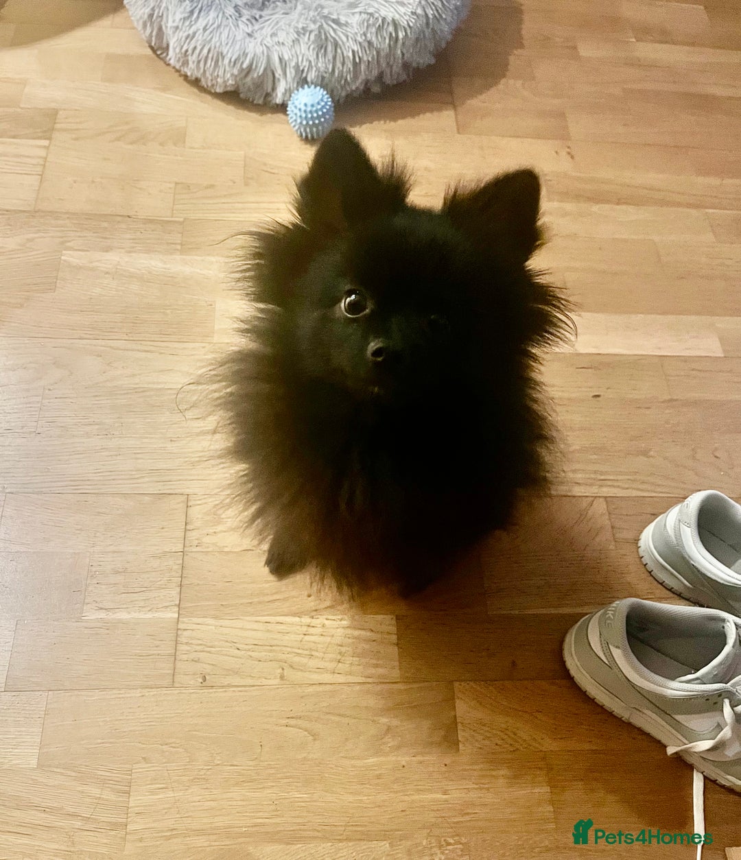 Pomeranian dogs for sale: Hi I’m phantom a 2 year old Pomeranian  - Image 2