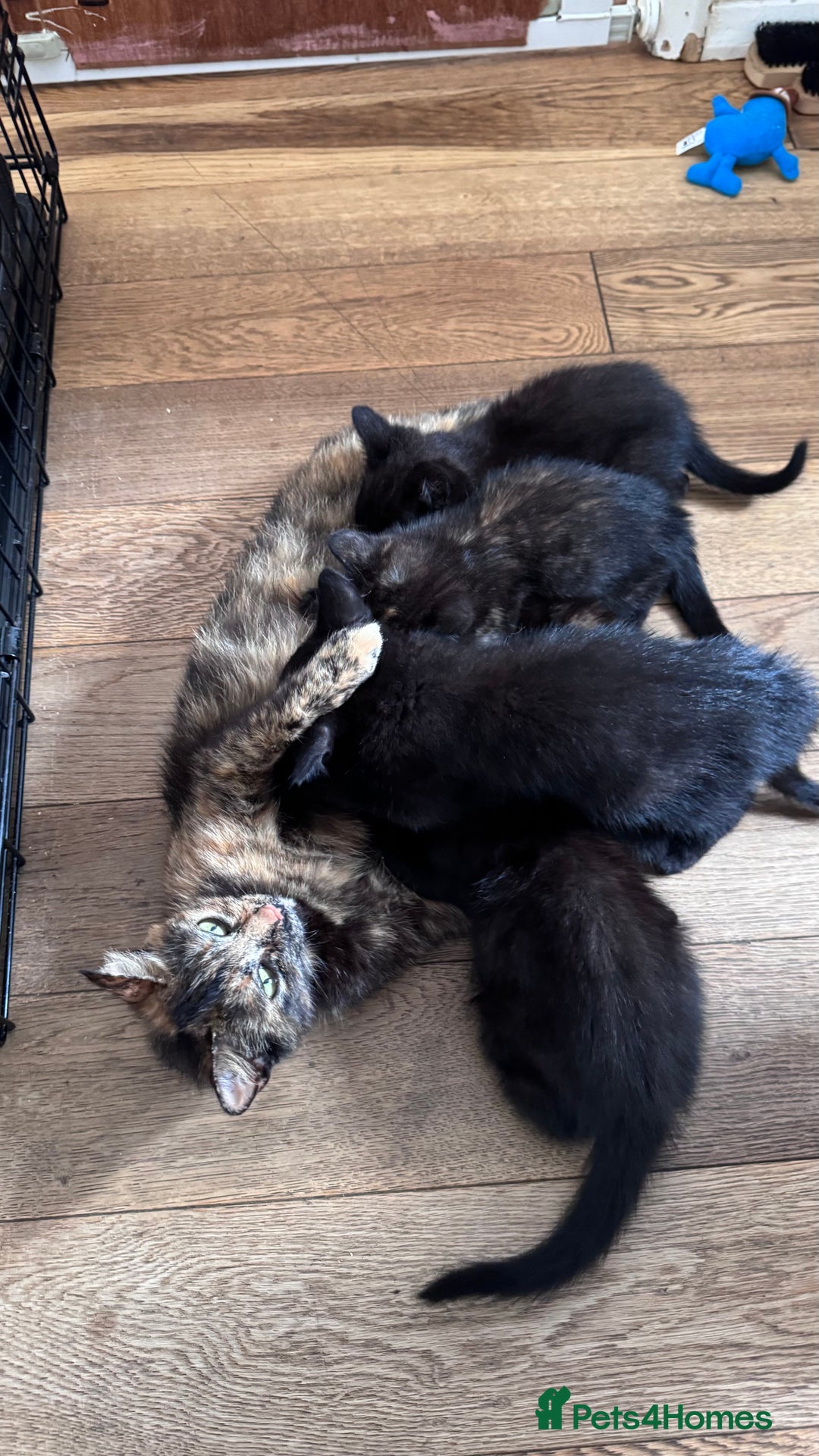 Mixed Breed cats for sale: Kittens  - Image 2