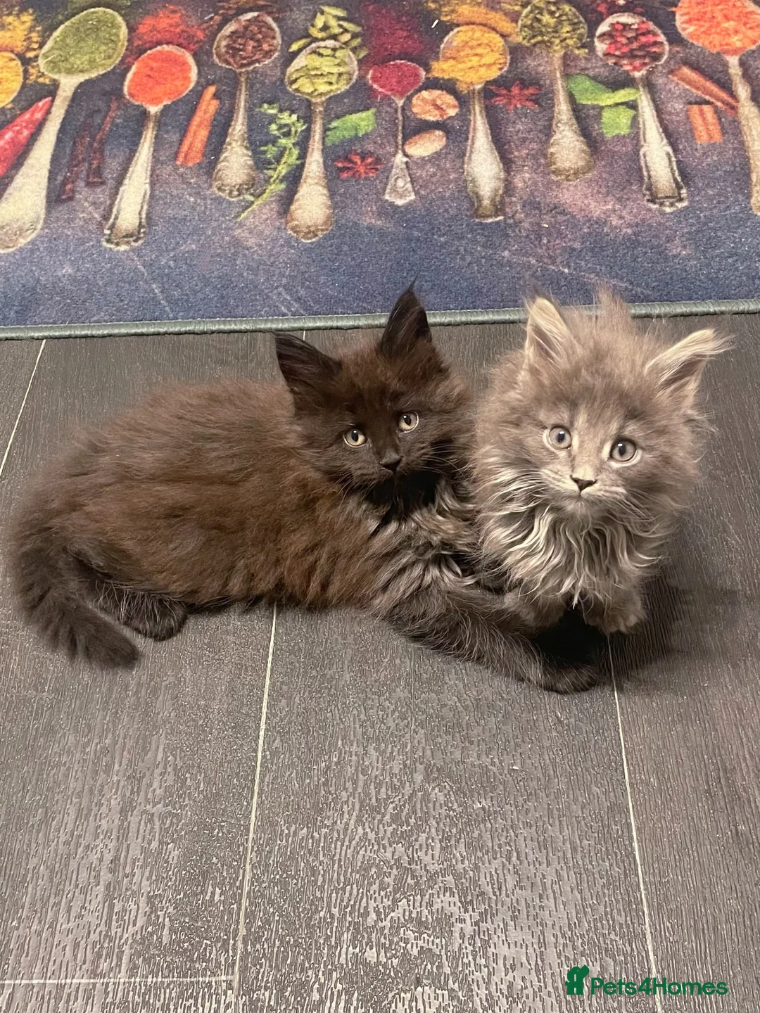 Maine Coon cats for sale: Giant Russian Mainecoons Kittens - Advert 1