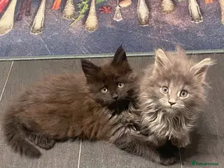 Maine Coon cats Giant Russian Mainecoons Kittens - Advert 3