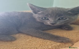 Russian Blue cats for sale: Beautiful full Russian blue kittens  - Image 14