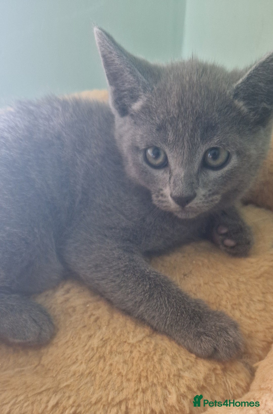 Russian Blue cats for sale: Beautiful full Russian blue kittens  - Image 14