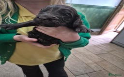 Cocker Spaniel dogs for sale: Kc registered working cocker spaniels - Image 9