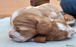 Cocker Spaniel dogs for sale: Cocker Spaniel Puppies  - Image 27