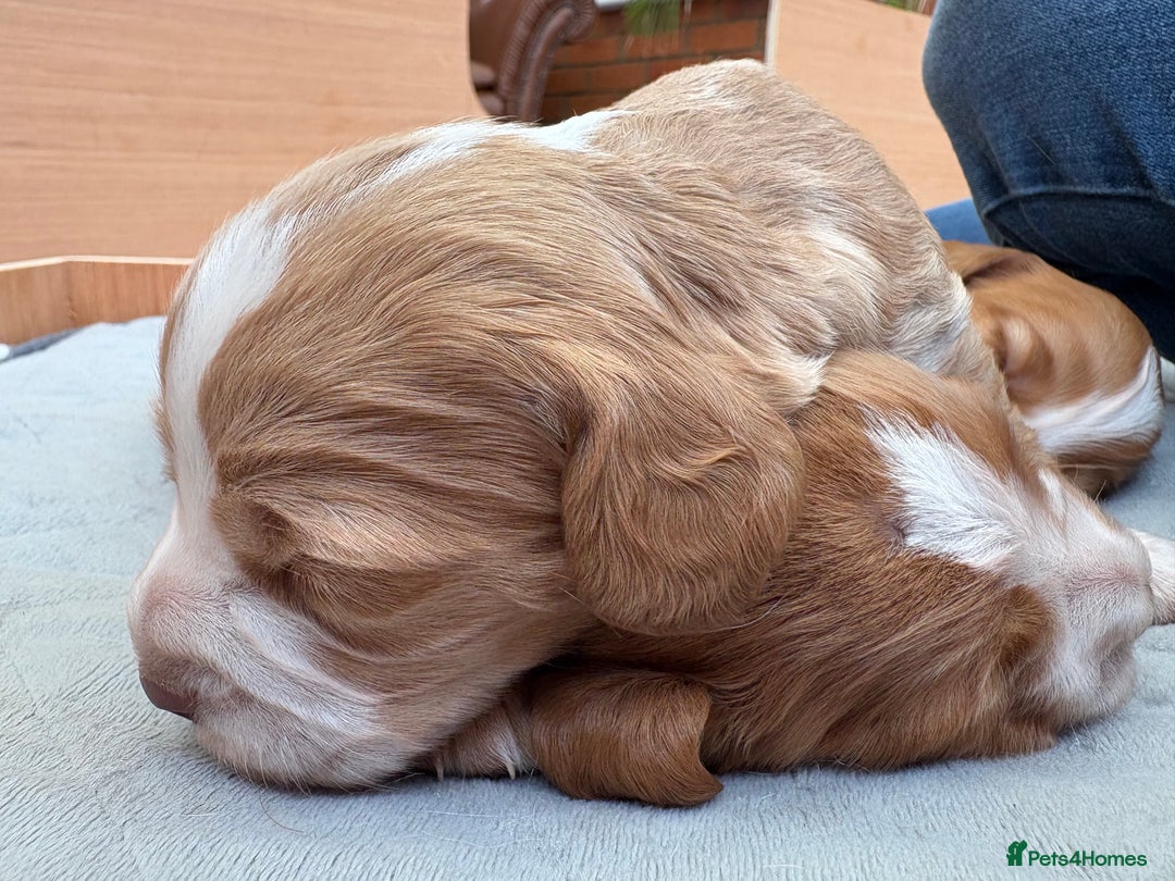 Cocker Spaniel dogs for sale: Cocker Spaniel Puppies  - Image 27