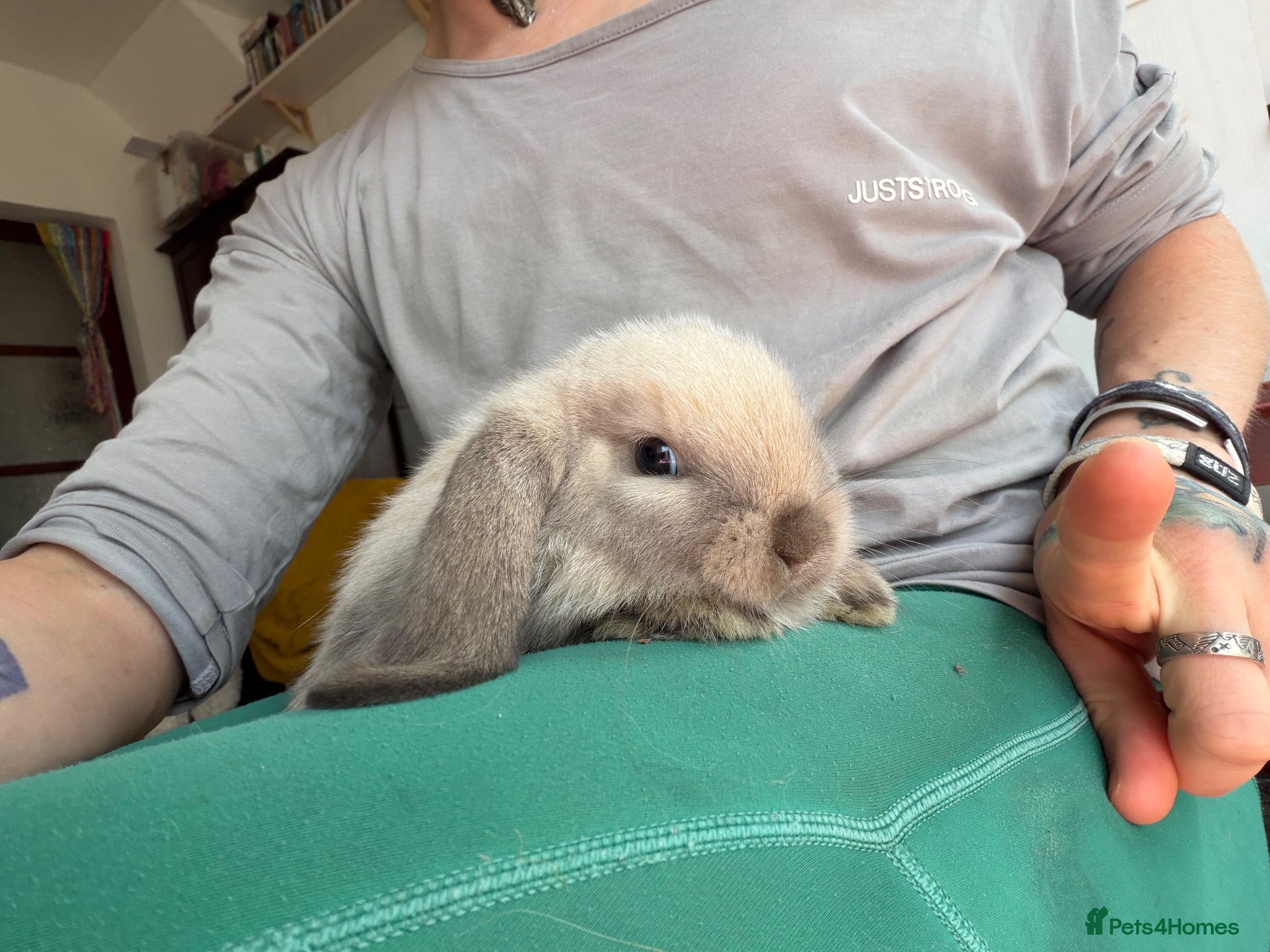 Mini Lop rabbits 2 Pure bred minilop rabbits for sale - Advert 18
