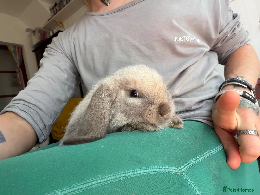 Mini Lop rabbits for sale: 2 Pure bred minilop rabbits for sale - Advert 1