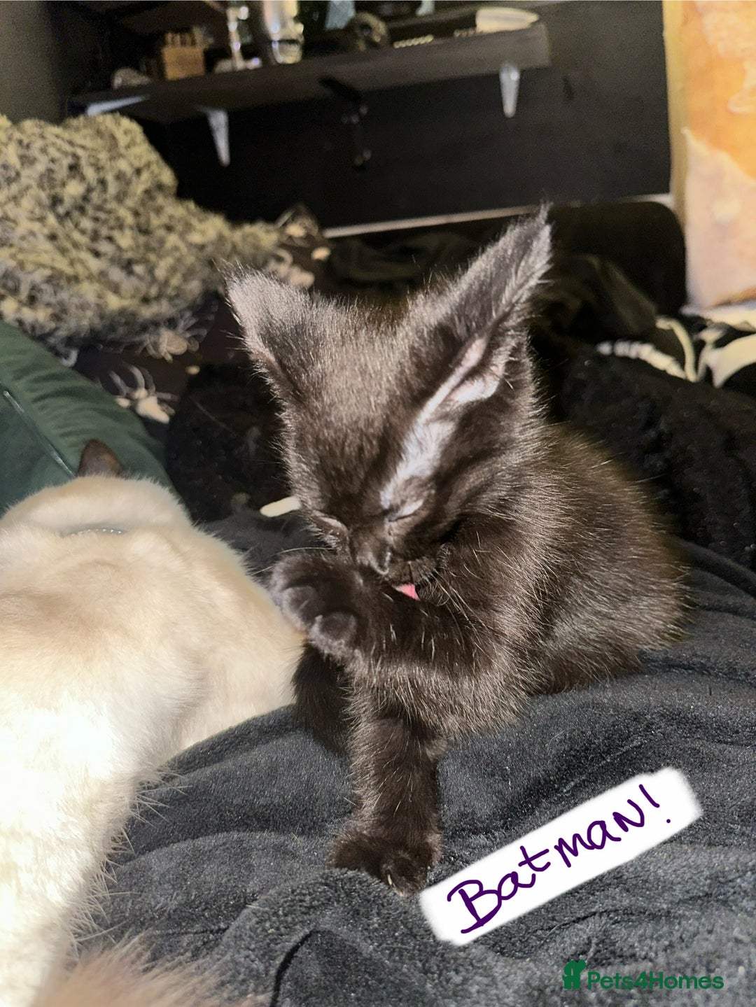 Maine Coon cats for sale: Maine Coon Kittens  - Advert 6