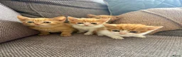 Domestic Shorthair cats for sale: Ginger kittens  - Advert 11