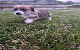 Jack Russell dogs for sale: 7 pure jack russel puppies  - Image 8