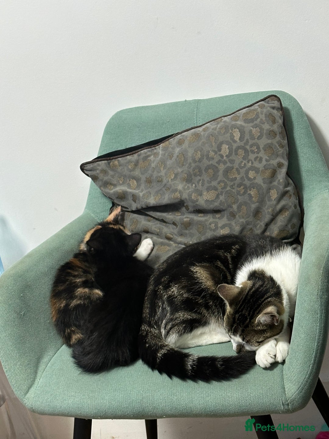 British Shorthair cats for sale: British short haired kittens - Image 3
