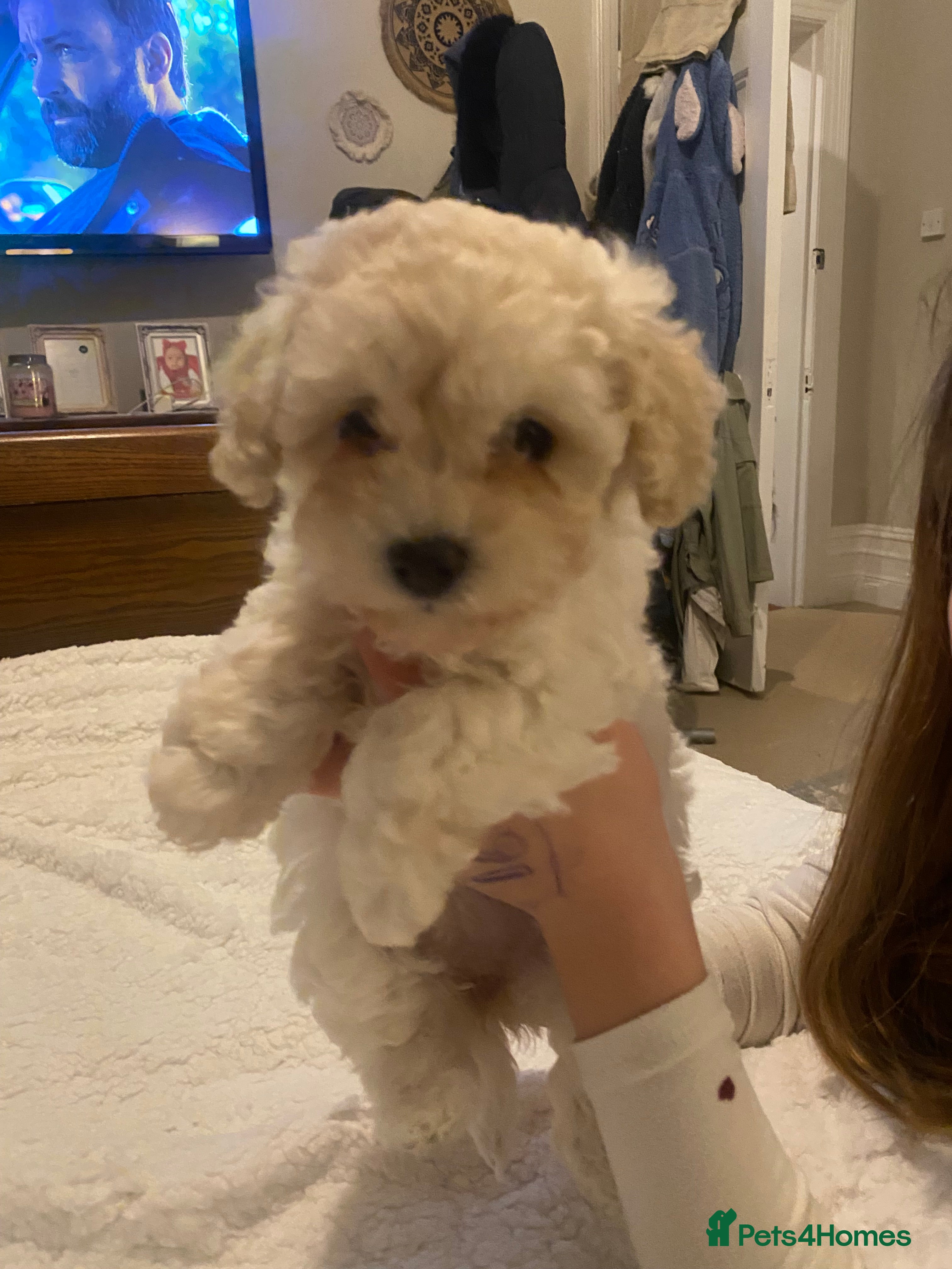 Maltipoo dogs Gorgeous Merle and phantom maltipoos  - Advert 6