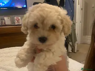 Maltipoo dogs Gorgeous Merle and phantom maltipoos - Advert 13