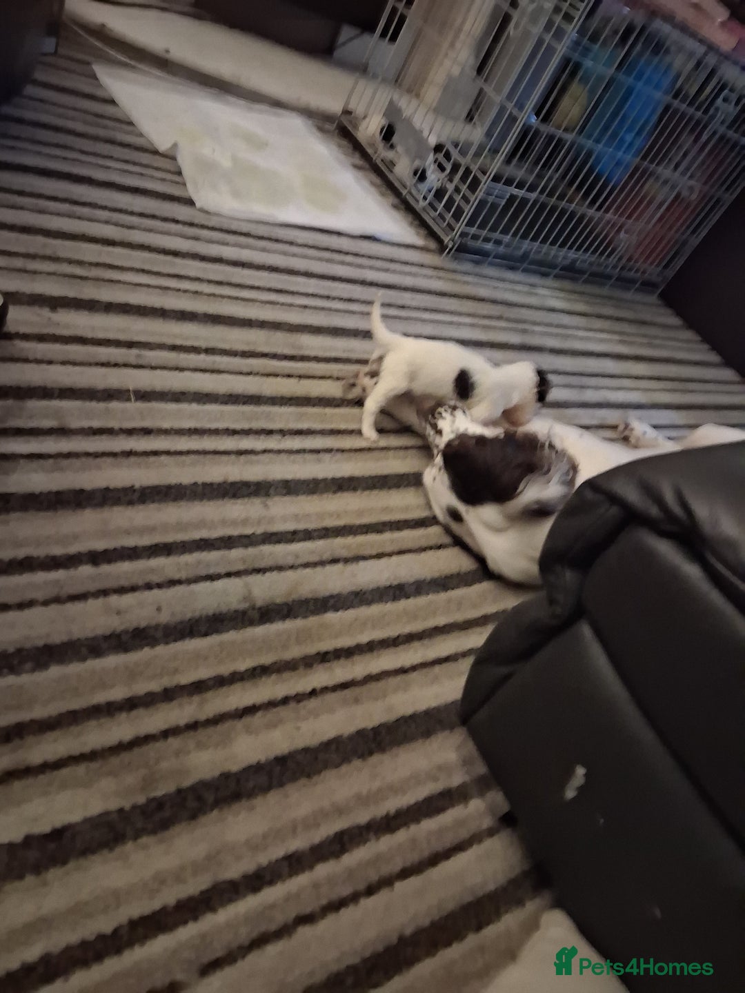 English Springer Spaniel dogs for sale: Beautiful puppies for sale  - Advert 5