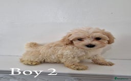 Maltipoo dogs for sale: Adorable Maltipoo Pups - Image 8