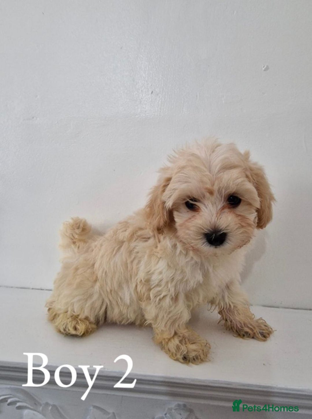 Maltipoo dogs for sale: Adorable Maltipoo Pups - Image 8