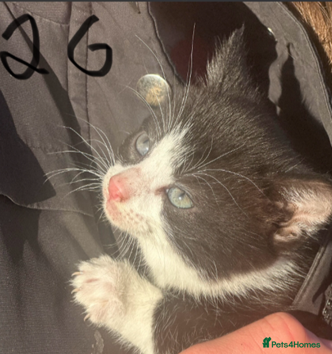Mixed Breed cats for sale: Adorable Black and White Tuxedo Kittens - Advert 20