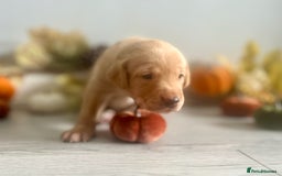 Labrador Retriever dogs for sale: Yellow Labrador Puppies - Image 11