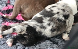Border Collie dogs for sale: Border collie puppies  - Image 16