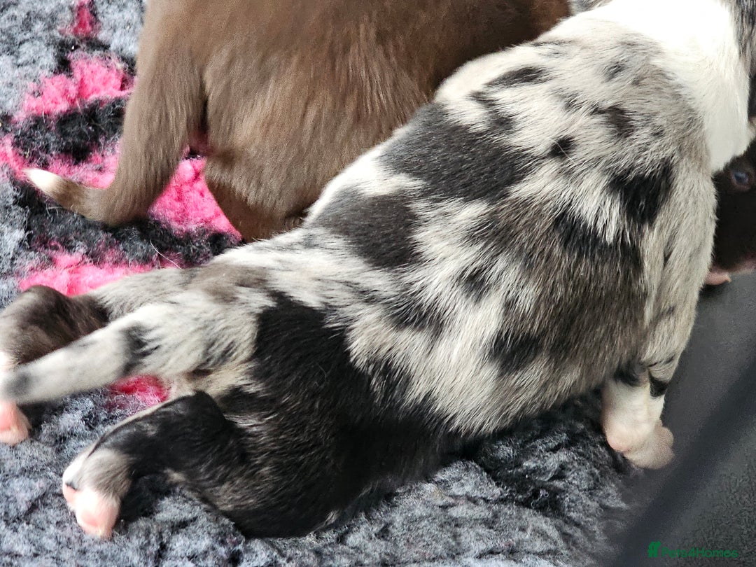 Border Collie dogs for sale: Border collie puppies  - Image 16
