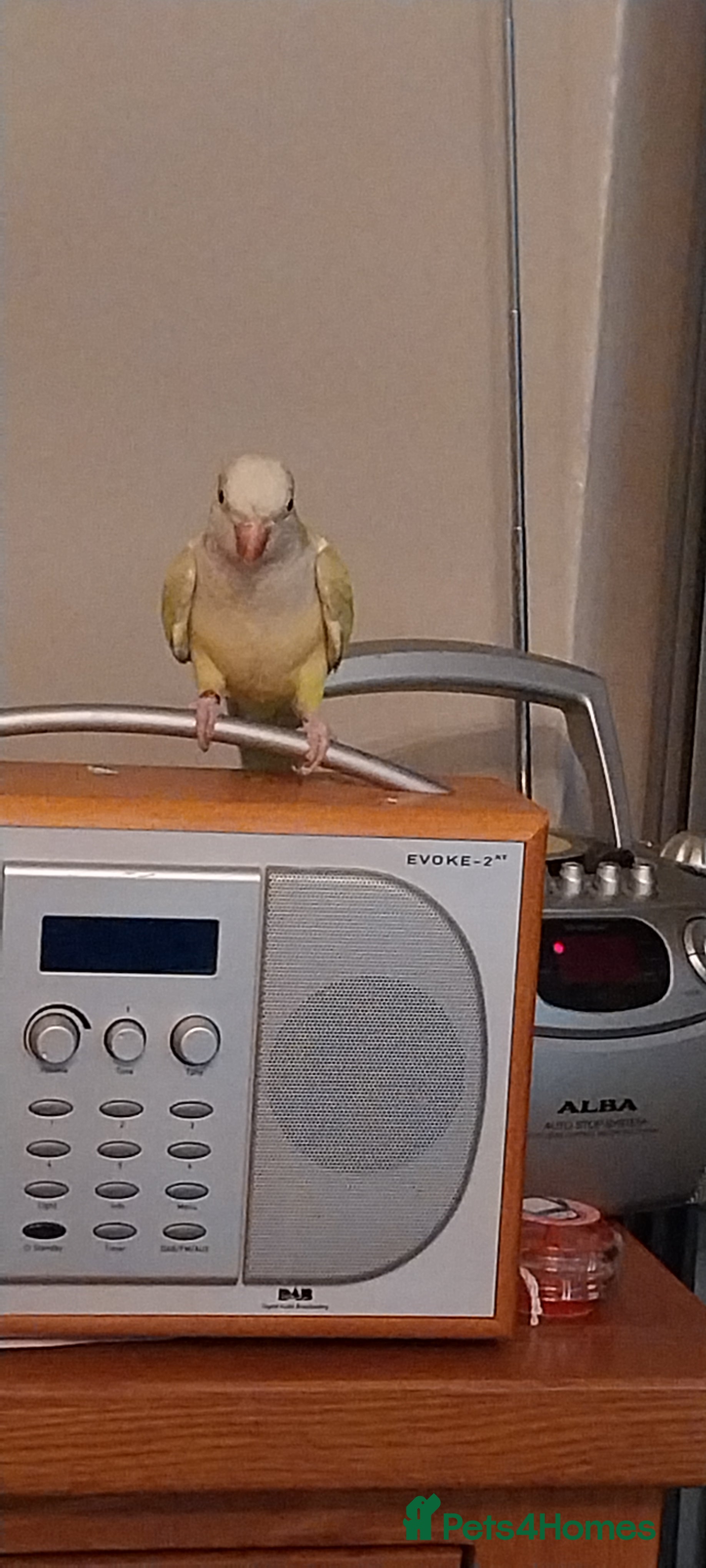 Parakeets birds Beautiful Lime Green Female Quaker Parrot - Advert 2